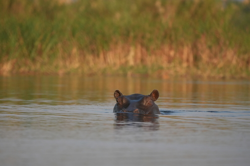 Common Hippopotamus