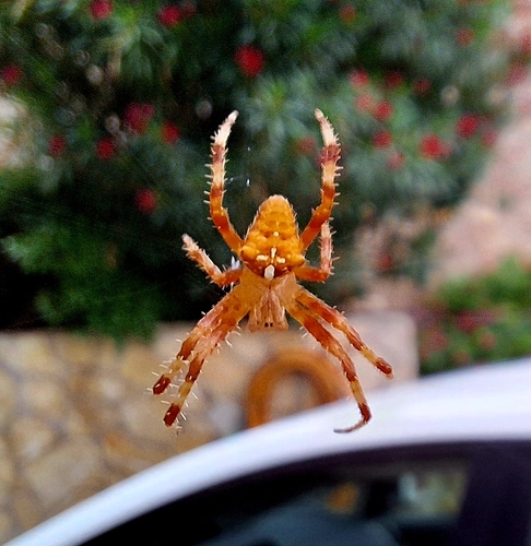 Pale Cross Orbweaver