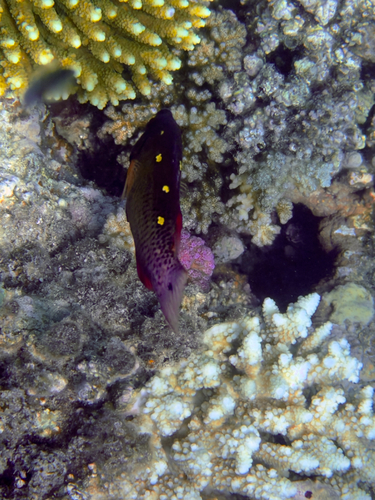 Bodianus diana observed 2026-09-13