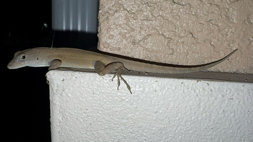 Brown Anole