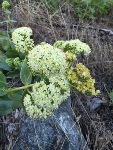 Great Stonecrop