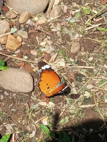 Plain Tiger Butterfly
