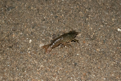 Procambarus clarkii