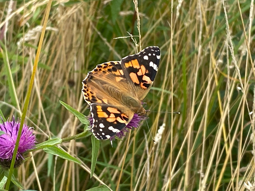 Painted Lady