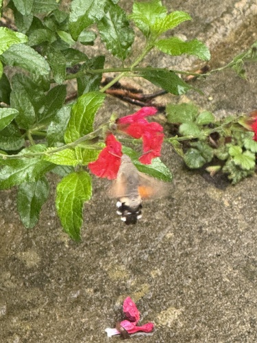 Eurasian Hummingbird Hawkmoth
