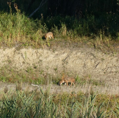Golden Jackal