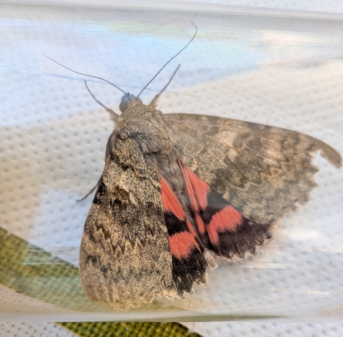French Red Underwing