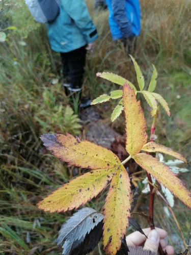 marsh cinquefoil