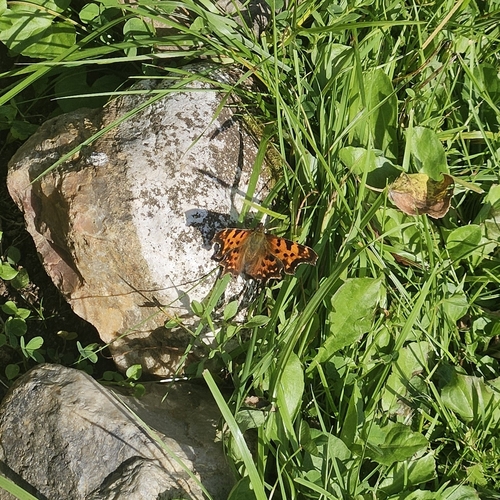 European Comma