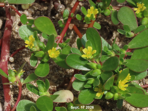 Common Purslane