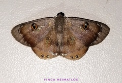 Argyrotome metallicata