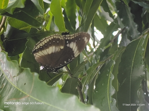 Great Eggfly
