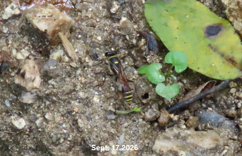 Sceliphron deforme