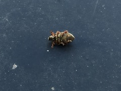 Polydrusus mollis