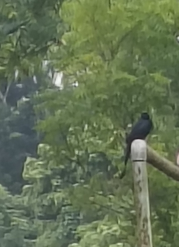 Black Drongo