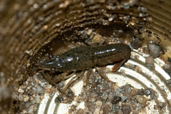 Procambarus clarkii