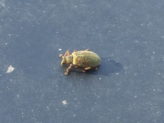 Polydrusus mollis