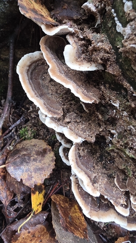 Mossy Maze Polypore