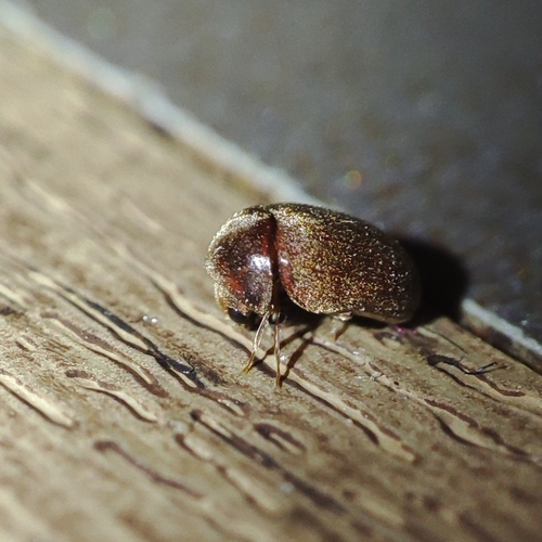 Lasioderma serricorne, 2026-09-17