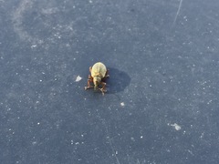Polydrusus mollis