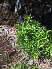Lilium pardalinum pardalinum