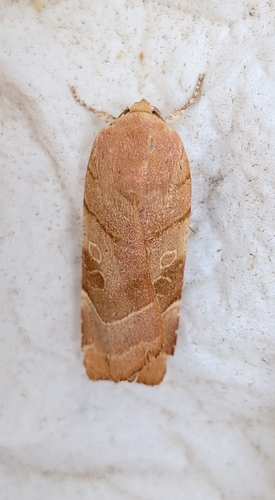 Broad-bordered Yellow Underwing