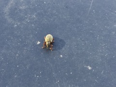 Polydrusus mollis