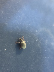 Polydrusus mollis