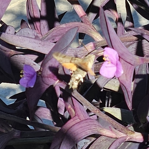 Eurasian Hummingbird Hawkmoth