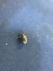 Polydrusus mollis