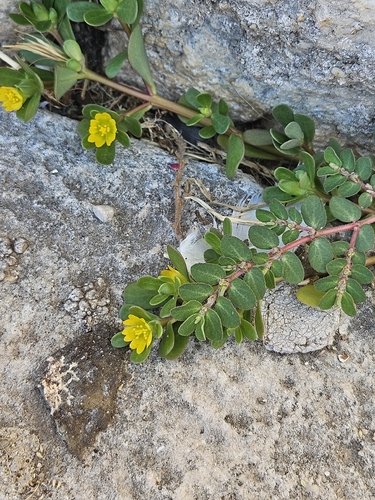 Common Purslane