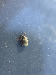 Polydrusus mollis