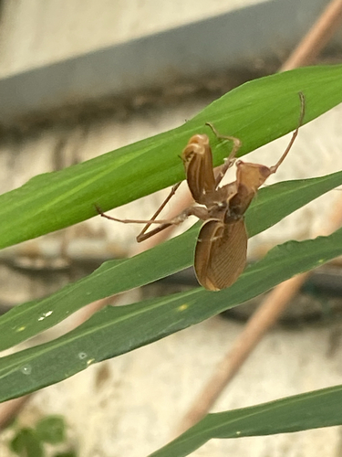 European Mantis