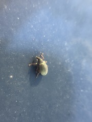 Polydrusus mollis