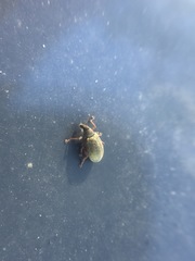 Polydrusus mollis