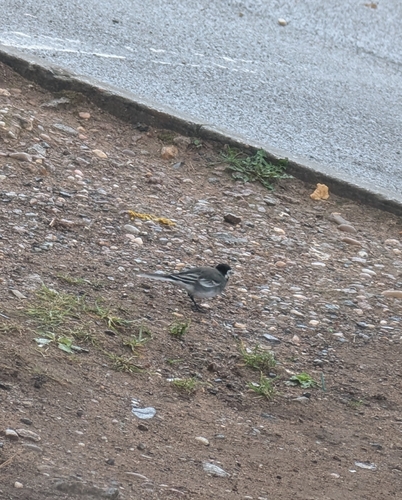 White Wagtail