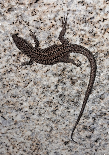 Podarcis lusitanicus