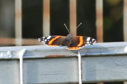 Red Admiral
