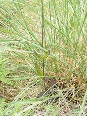 Buchnera