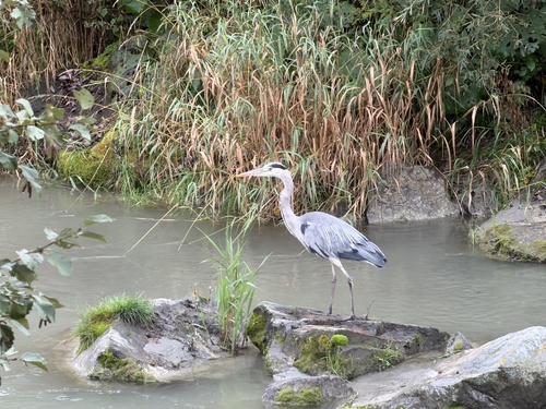 Grey Heron