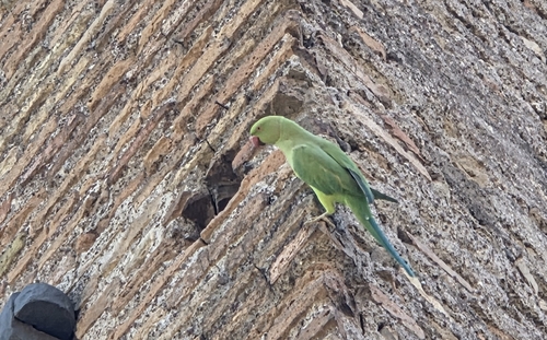 Rose-ringed Parakeet