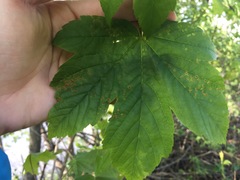 Aceria cephalonea