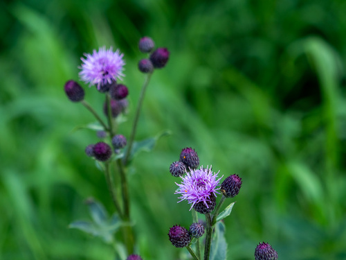 creeping thistle