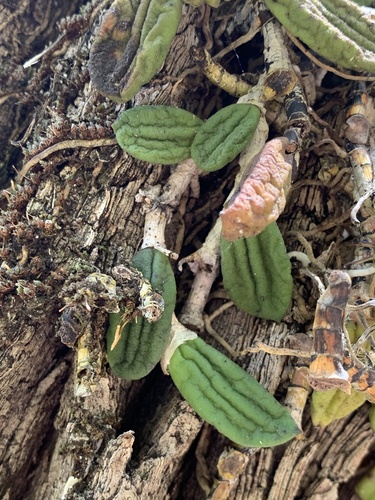 Dendrobium linguiforme linguiforme