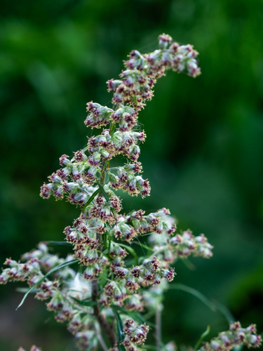 common mugwort