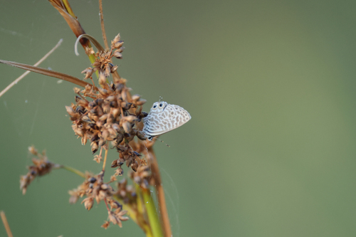 Lang's Short-tailed Blue