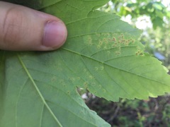 Aceria cephalonea