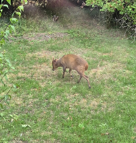 Reeves's Muntjac