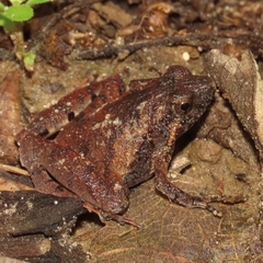 Microhyla berdmorei
