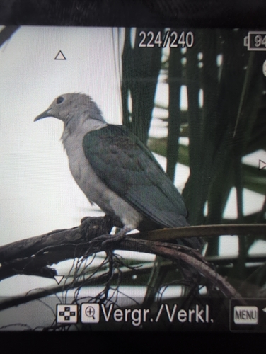 Green Imperial Pigeon